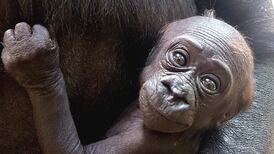 The gorilla is a Miss - Dublin zoo reveals gender of baby primate