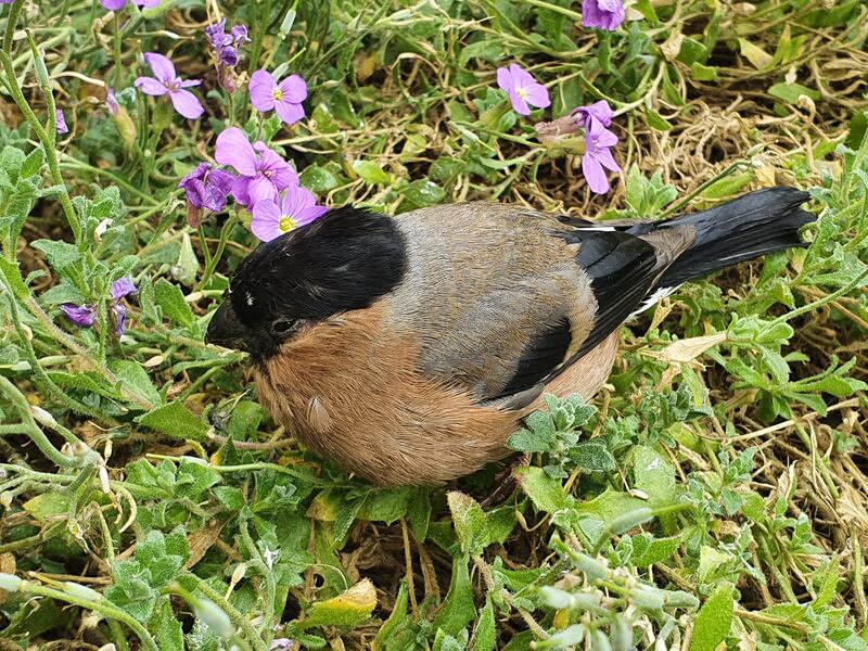 A female bullfinch. Photograph: Margaret Mullarkey