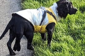 Six-legged dog found in Wales has surgery to remove extra limbs