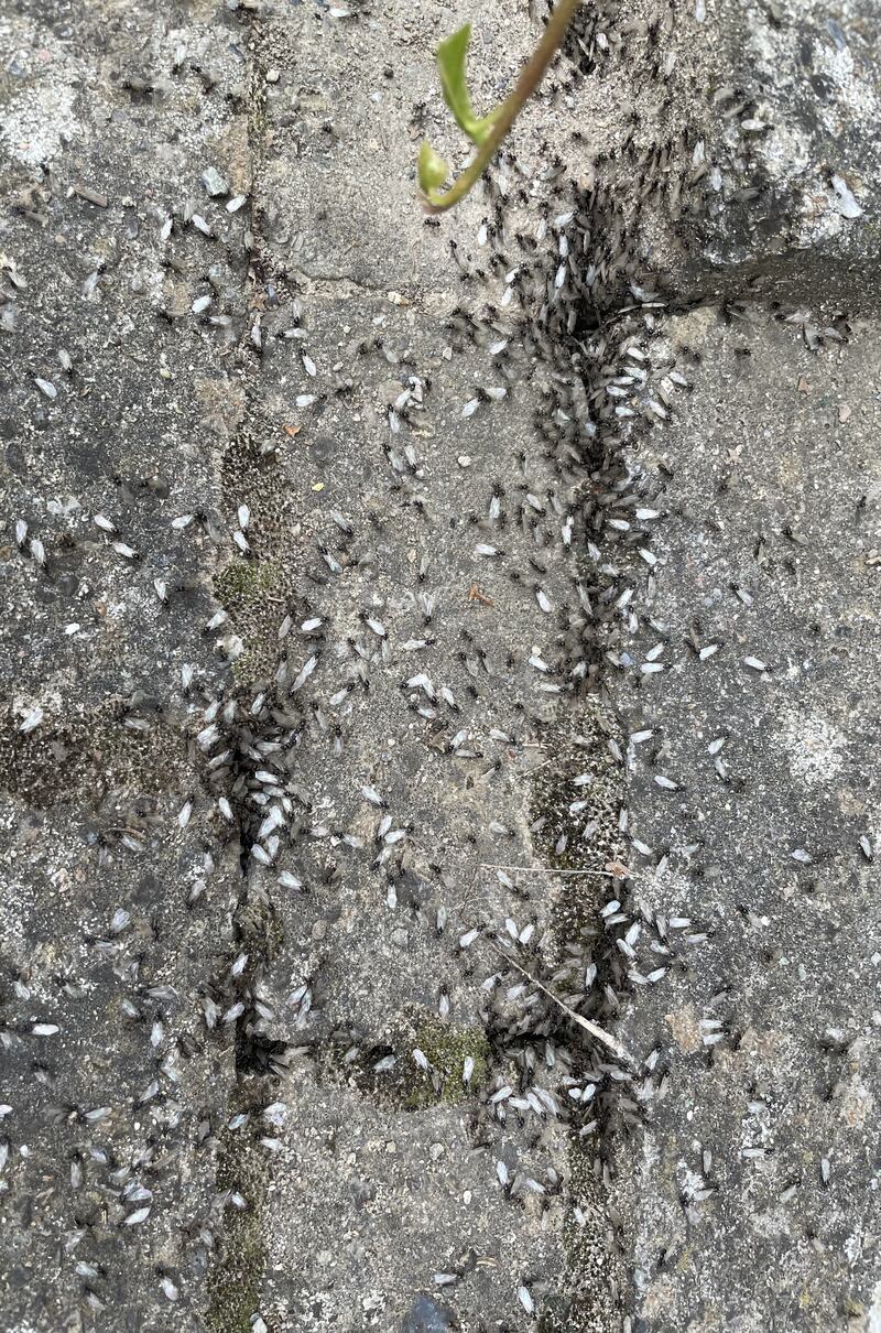 Queen ants after mating. Photograph: Kieron O’Neill