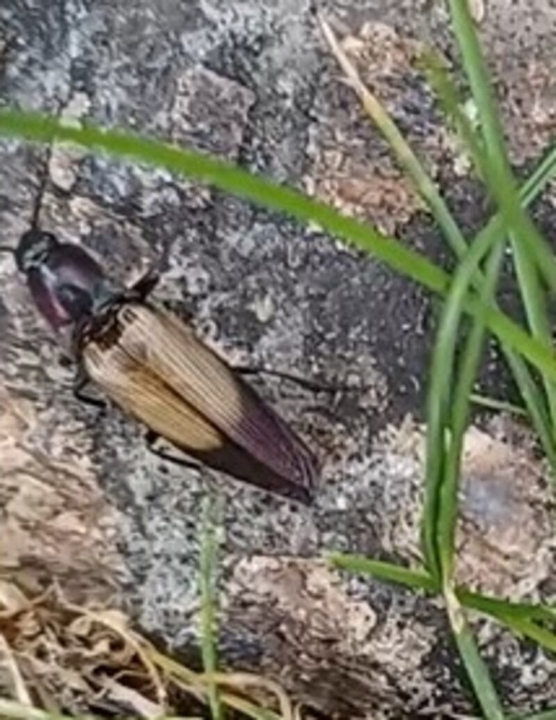 Click beetle. Photograph supplied by Irene Deisler