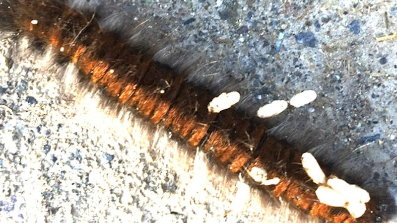 The white bits on this fox moth caterpillar are the larvae of a parasitic insect.