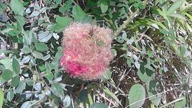 What is this candyfloss by the Royal Canal? Readers’ nature queries