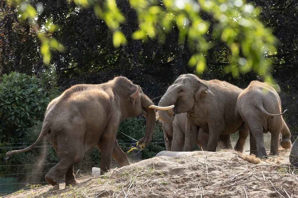 Dublin Zoo announced in September all Asian elephants in its herd are now healthy, following an outbreak of the EEHV virus over the summer. Photograph:  Patrick Bolger