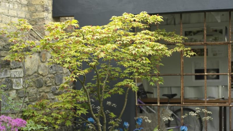 A Japanese acer takes pride of place in Oliver & Liat Schurmann’s small show garden for Bloom 2016. Photograph: Richard Johnston
