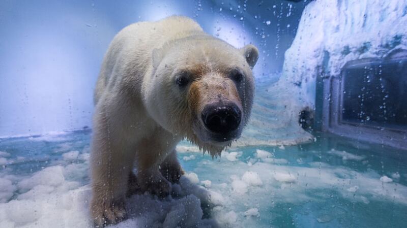 Pizza is the only live polar bear in south China’s Guangzhou. Photograph: Getty Images