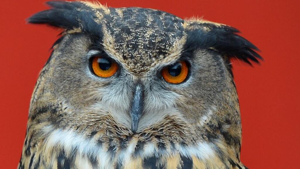 The notorious ‘terror owl’ has finally been captured in a Dutch town after assaults on at least 50 residents. File photograph: Ben Stansall/AFP/Getty Images