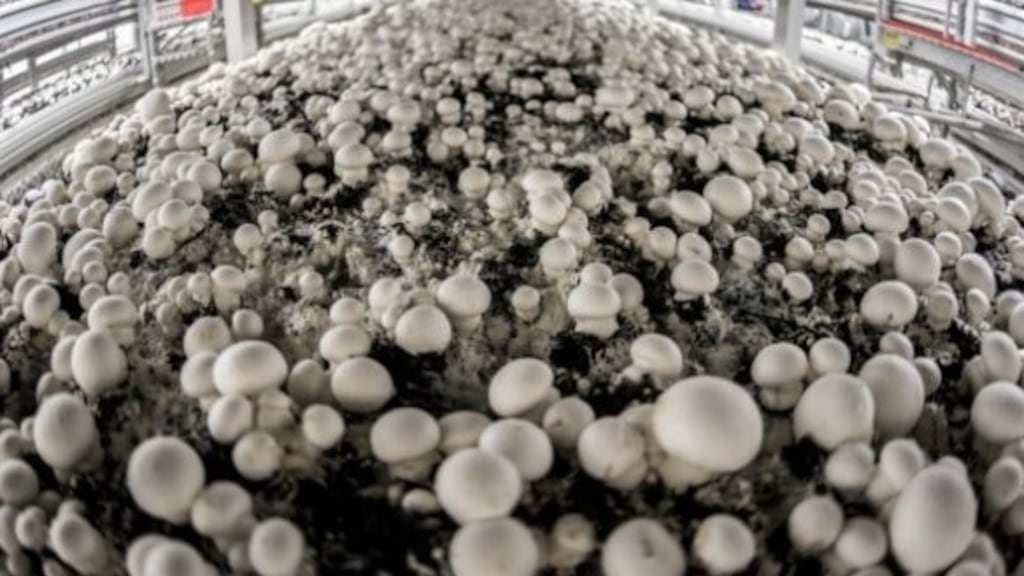 Gary Askin and two other men were found unconscious with two other workers in the mushroom factory.