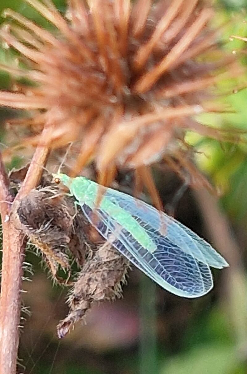 Green lacewing. Photograph supplied by Denis Cody