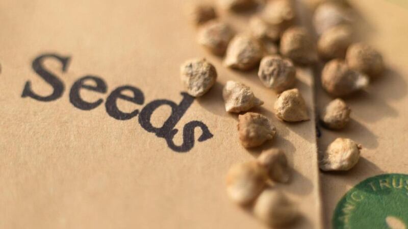 Now is the time to take advantage of the post-Christmas lull to browse the latest offerings from seed suppliers.