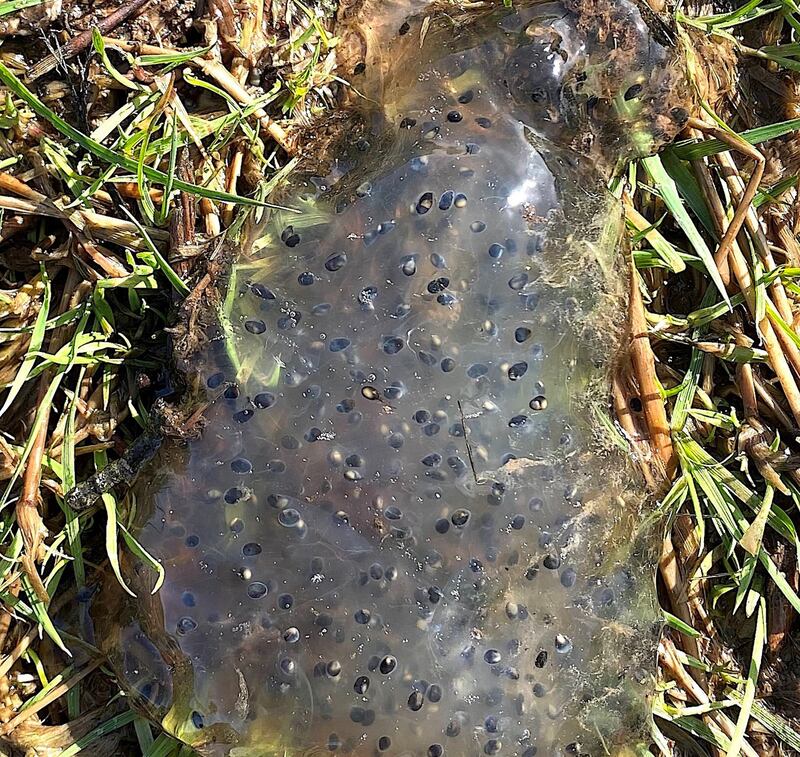 Frog spawn