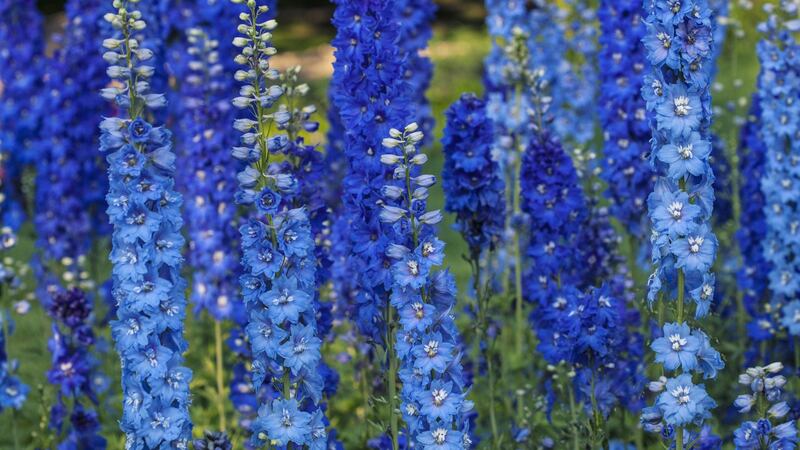 A complete absence of light is necessary for delphiniums to trigger germination. Photograph: iStock