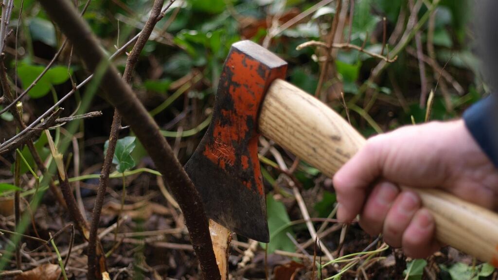 Hedge layer Mark McDowell partially slices the base of a blackthorn branch. Photograph: Richard Johnston