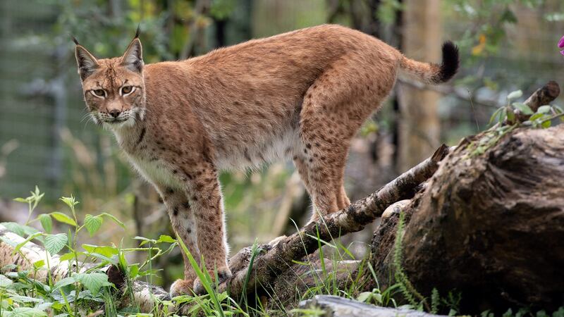 Naoise the lynx in the Wild Ireland Sanctuary in Burnfoot, Co Donegal. Photograph: Joe Dunne