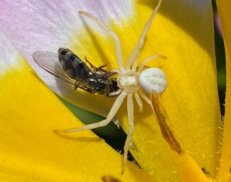 White flower spider. Photograph: Alan McLoughlin, Co Kildare