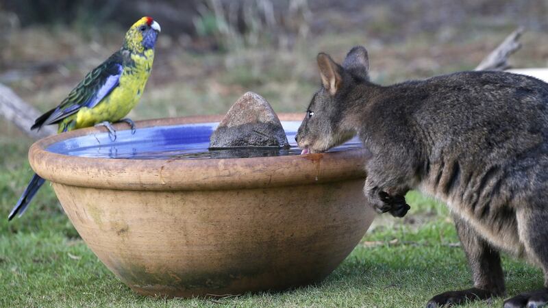 A green rosella and a wallaby, known as a Pademelon, eye off as they drink from a water bowl in Kayena, in northern Tasmania.
