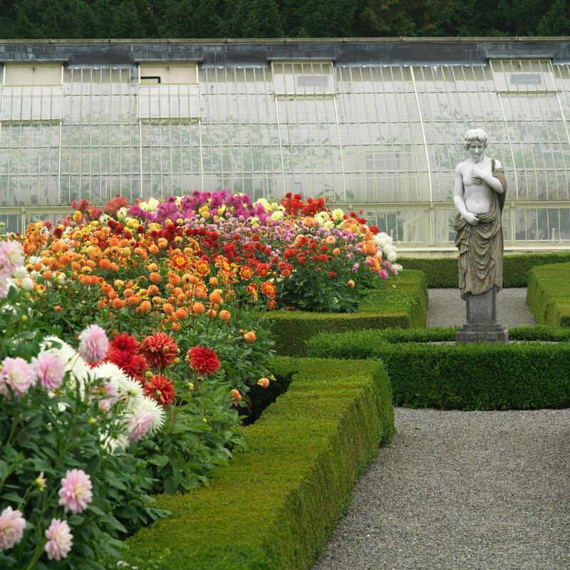 Dahlias growing in the gardens of Aras an Uachtarain. Photo credit Richard Johnston