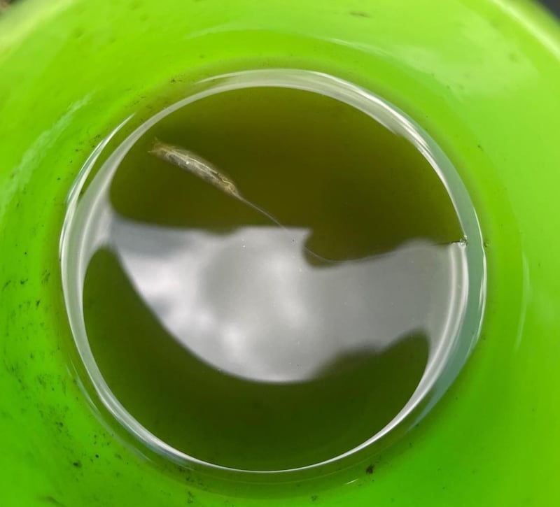 Rat-tailed maggot. Photograph supplied by Esme, Arthur & Patrick Haworth Moore