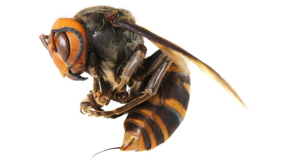 An Asian giant hornet. Photograph: iStock