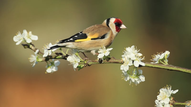 Goldfinch. Photograph: Andrew Kelly