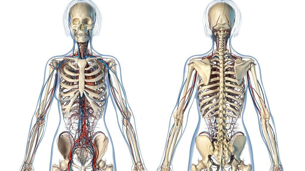 Bill Bryson’s latest book takes us apart section by section looking at everything from the brain, head and heart to sleep and the endocrine system. Photograph: Getty Images