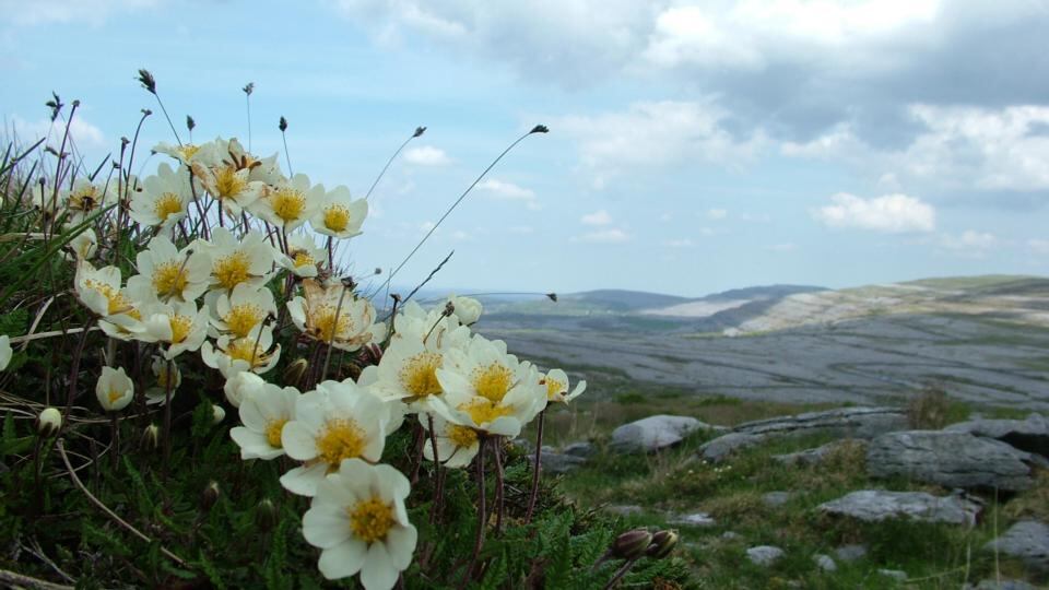 Mountain avens on the Burren landscape. Photograph: Brendan Dunford