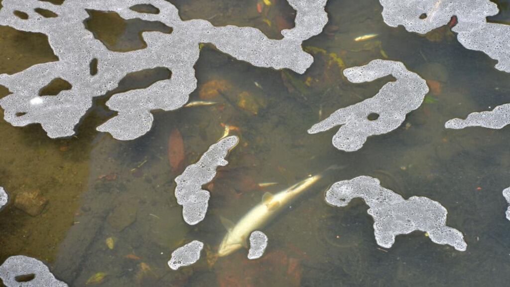 A stretch of the Tolka River running through Griffith Park, polluted with a detergent like foam which has killed all the fish within the river in that area. Photograph: Alan Betson