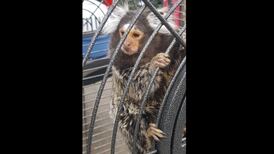 Three still in custody after monkey and machine guns seized by gardaí in Dublin