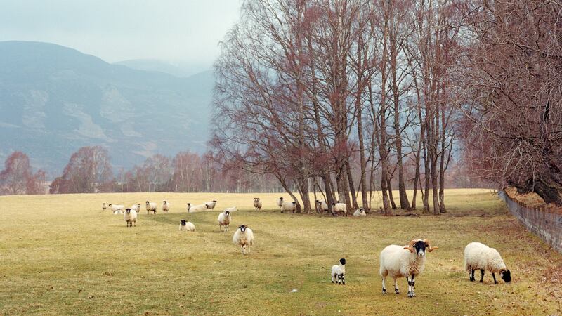 Sheep roam near the headquarters of Wildland Ltd. in Aviemore, Scotland. The company aims to prove that reviving Scotland’s peat can be environmentally useful and profitable. Photograph: Catherine Hyland/The New York Times