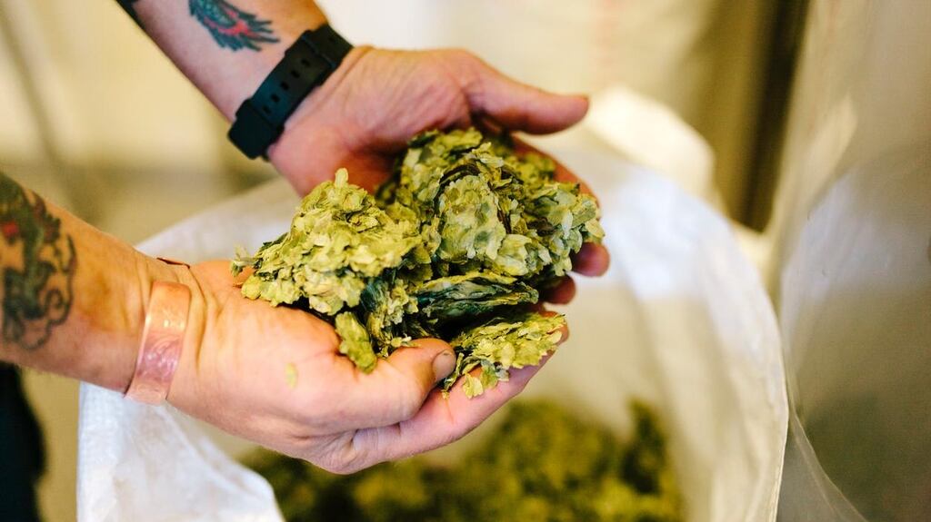 Fresh hops, an ingredient in the production of real ales, at a traditional brewery: the cost of these magical green plants was going up and they were becoming increasingly difficult to source