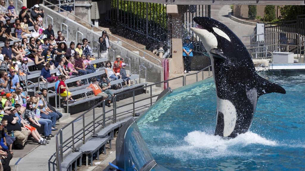 Visitors are greeted by an orca killer whale as they attend a show featuring the whales during a visit to SeaWorld in San Diego  in  March 2014. Photograph: Mike Blake/Reuters