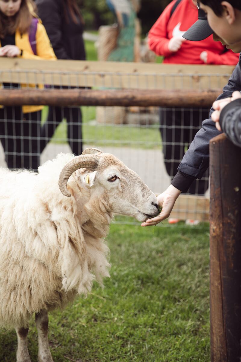Newbridge House is home to many rare and native Irish breeds. Photograph: Newbridge House