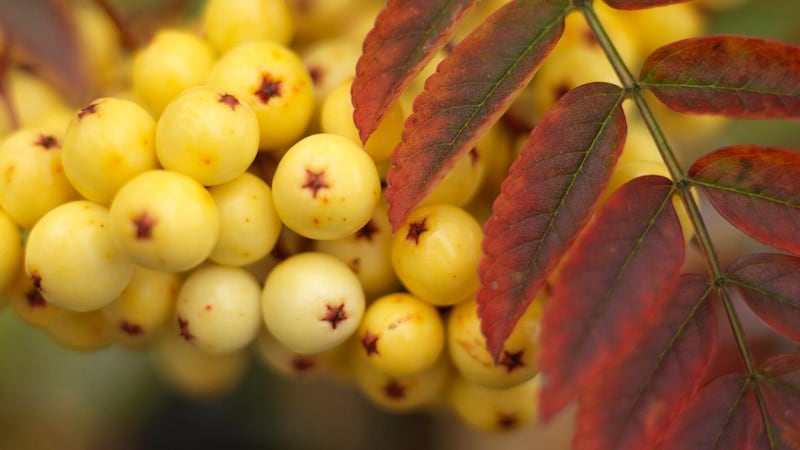 The ornamental berries of Sobus ‘Joseph Rock’ are one of the reasons why it’s a great choice for a small fron garden. Photograph: Richard Johnston