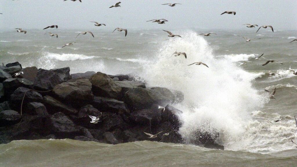 “The droppings of a seagull in a single day carried about ten times more concentrated bacteria than the waste from a human in a single day,” said EPA senior scientific officer, Peter Webster. Photograph: Cyril Byrne/The Irish Times