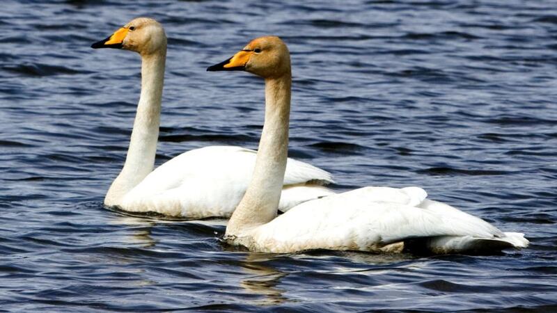 Whooper swans. Photograph: Ken Kinsella/Birdwatch Ireland