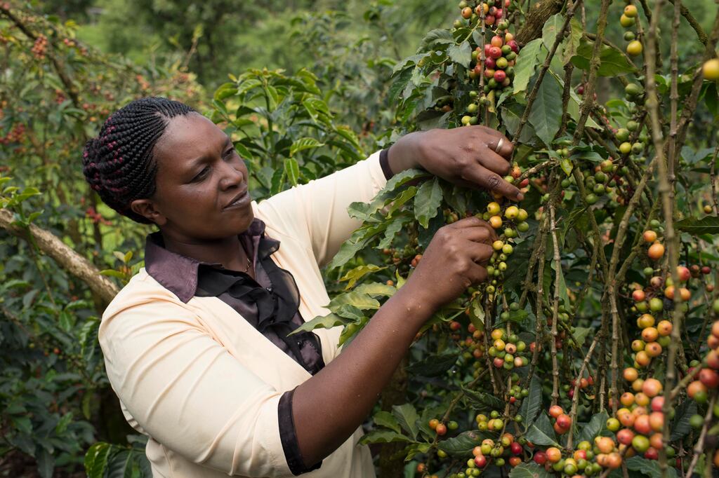 Nestlé says it is investing over €1billion to help make coffee farming more sustainable.