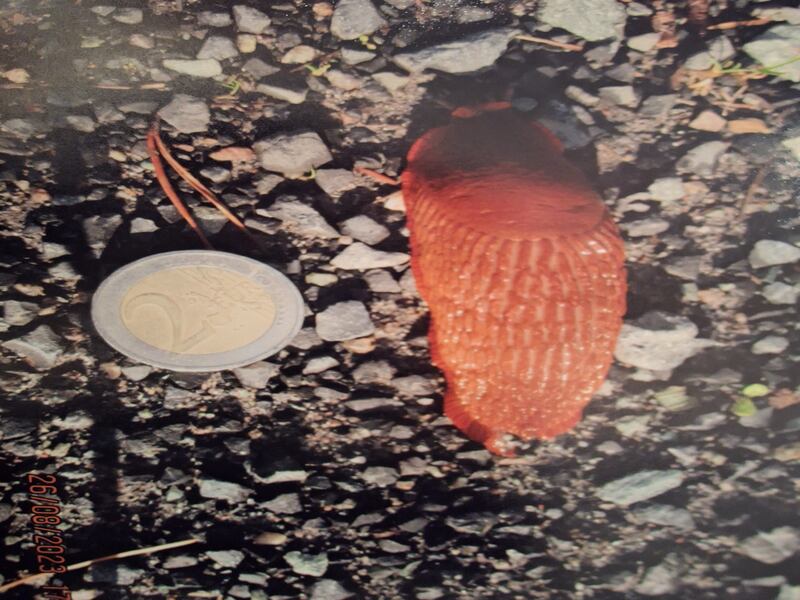 Arion ater, large black slug. Photograph: Michael O'Toole