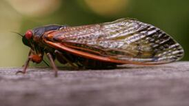 Billions of cicadas set to converge in rare US swarm