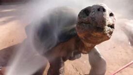 Showers and icy treats help animals endure Arizona's historic heat wave