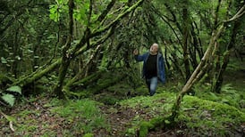 Native oak in danger from importation of saplings and propagation of seeds abroad