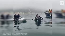 Dolphins seen playing near jet-skis on Dorset coast