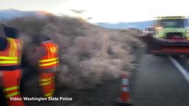 Cars trapped as tumbleweeds flood US motorway