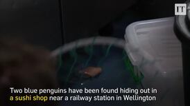 Early birds: penguins removed from sushi shop - twice