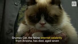 Grumpy Cat, the internet's most famous feline has died