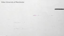 Scientists train spider to jump on demand