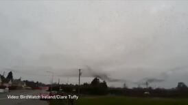 Starling murmurations appear in Meath