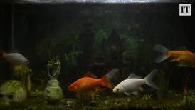 Senior citizens successfully lobby Council for upgrade on dilapidated complex