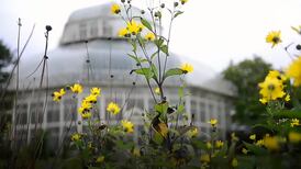 New exhibition of plant specimens opens at National Herbarium in Dublin