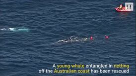 Young whale rescued from netting off Australian coast