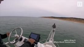 Great white startles conservationists with surprise breach